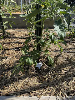 Review picture