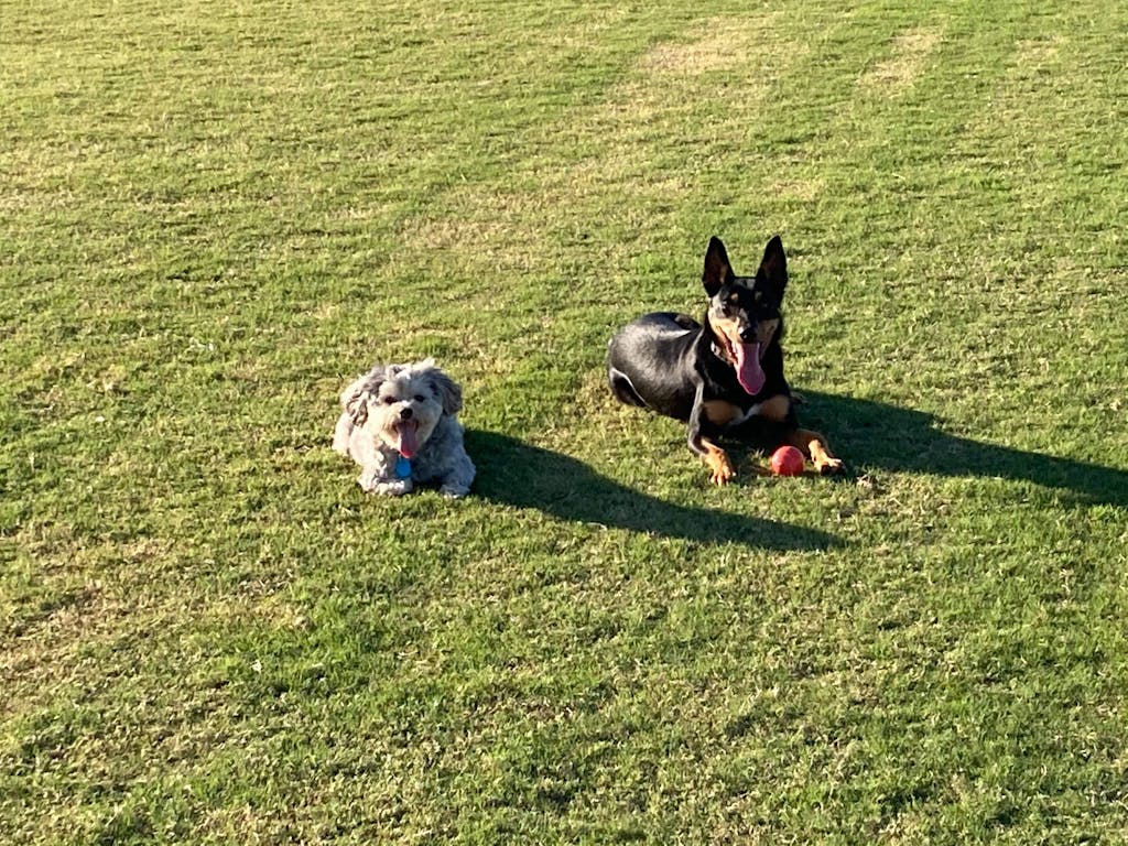 Mighty Munch Dental Care Mighty Munch AU