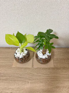 Review picture