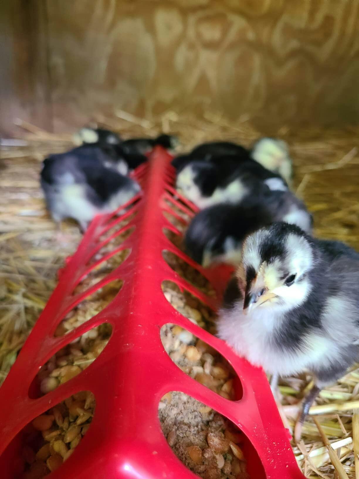 Buy Organic Starter Chicken Feed Best Feed for Baby Chicks NonGMO