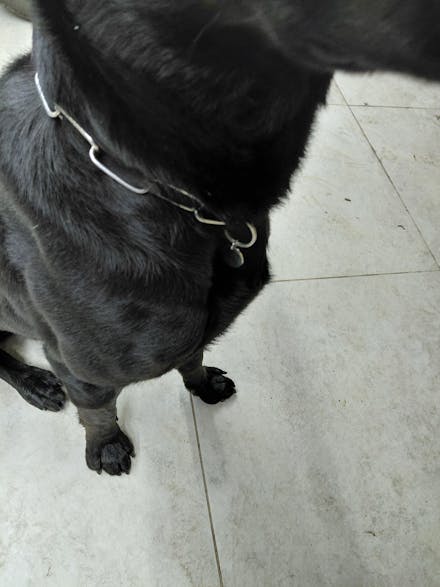 Tag de Identificação Pet Redondo Personalizada Premium Inox