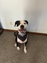 Designer Dog Bandanas