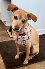 Designer Dog Bandanas