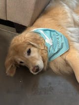 Designer Dog Bandanas