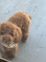 Designer Dog Bandanas