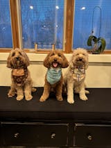 Designer Dog Bandanas