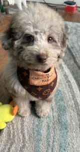 Designer Dog Bandanas