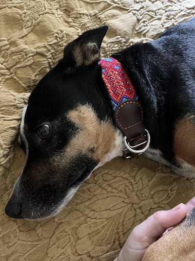 Artisan Dog Collar, Condesa