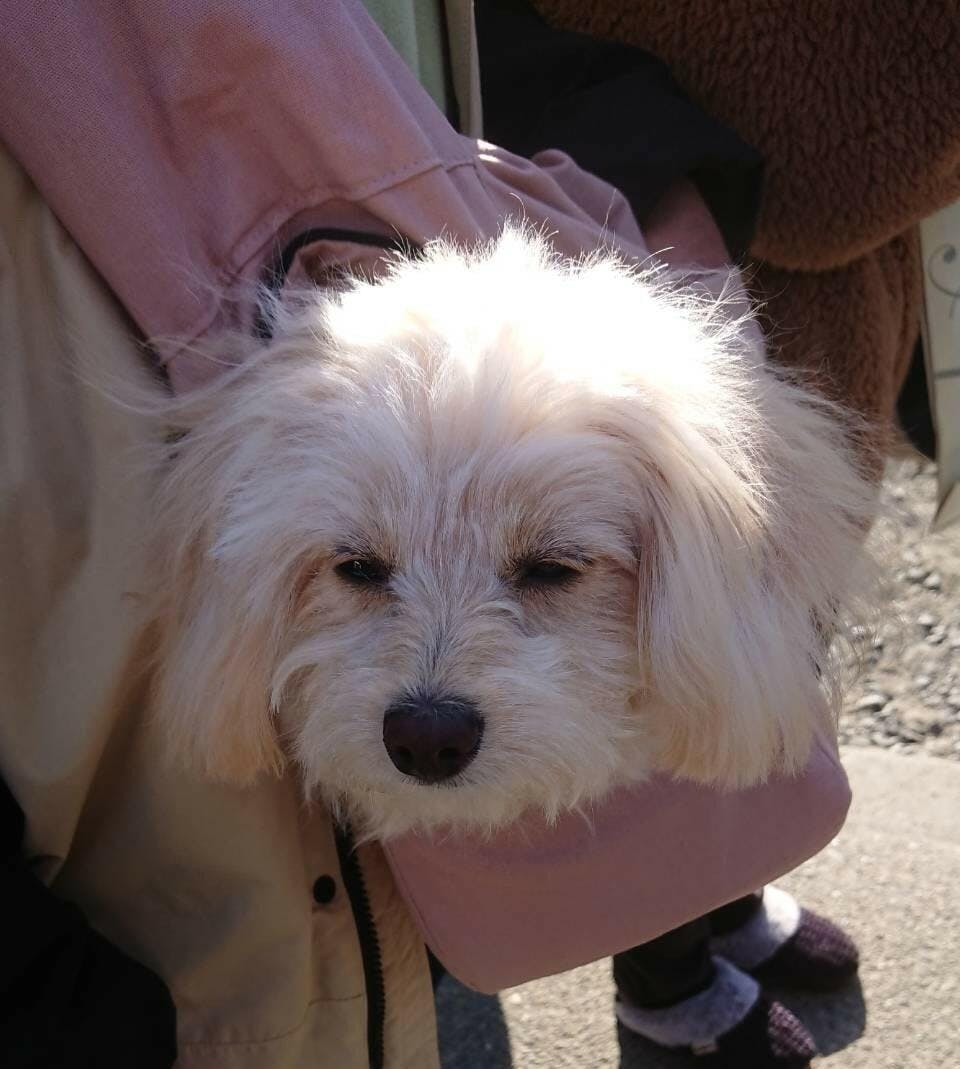 犬用スリングバッグ 底板付きで安定 斜めがけ – minime 犬用スリングバッグ 底板付きで安定 斜めがけ – minime