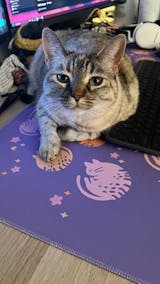 Sleeping Kitties 'Orange Tabby' Purple Deskmats