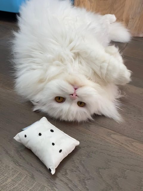 MINTKISSEN - Spielzeug mit Katzenminze