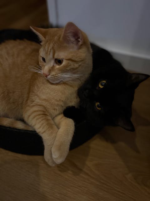 KRATZBRETT - inkl. Katzenminze