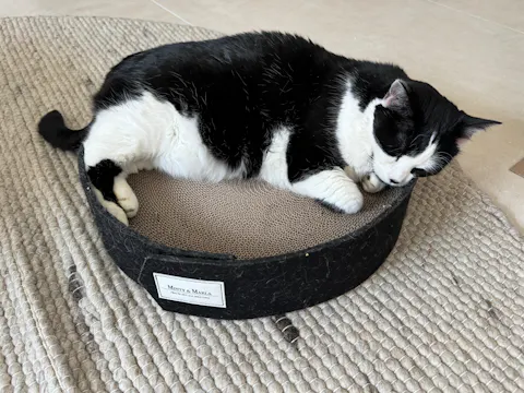 ERSATZ KRATZPAPPE - inkl. Katzenminze