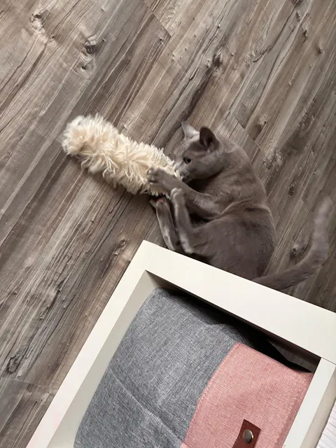 THE CRAZY CAT BOX
