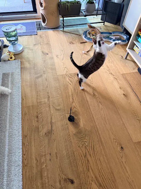 THE CRAZY CAT BOX