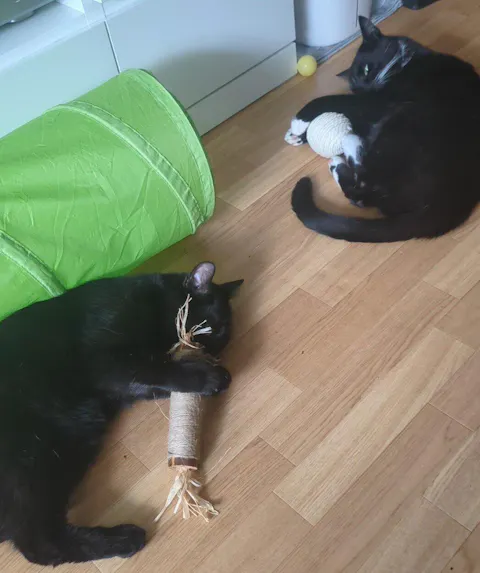 THE CRAZY CAT BOX