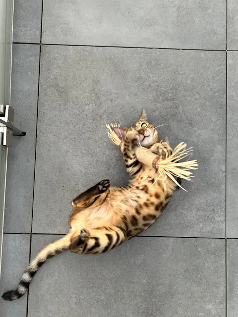 THE CRAZY CAT BOX