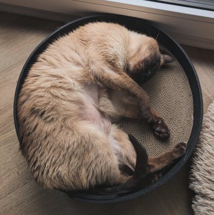 Riesige Kratzpappe Für Katzen - 55x23cm Kratzbrett Mit Ballspielzeug, Natürliche Sisal-Kratzmatte Als Möbelschutz