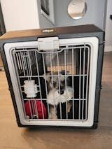 Mirapet USA Pet Carriers - Airline TSA Approved Travel Crates for Cats and Dogs - Collapsible Foldable Design Portable Hard-Side