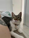 Miya Cats · Collier Anti-étranglement Personnalisé pour Chats