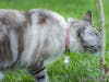 Miya Cats · Collier Anti-étranglement Personnalisé pour Chats