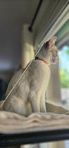 Miya Cats · Collier Anti-étranglement Personnalisé pour Chats