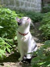 Miya Cats · Collier Anti-étranglement Personnalisé pour Chats