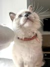Miya Cats · Collier Anti-étranglement Personnalisé pour Chats