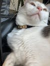 Miya Cats · Collier Anti-étranglement Personnalisé pour Chats