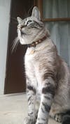 Miya Cats · Collier Anti-étranglement Personnalisé pour Chats