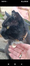 Médaille Gravée · Miya Cats