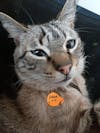 Médaille Gravée · Miya Cats