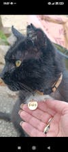 Miya Cats · Collier Anti-étranglement Personnalisé pour Chats
