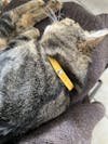 Collier Anti-étranglement Personnalisé pour Chats