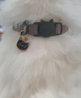 Collier Anti-étranglement Personnalisé pour Chats