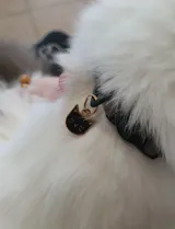 Médaille · Mini Chat  (NEW!)