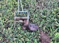 MoleSlayer Mole Trap w/ Setting Handles