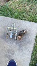 MoleSlayer Mole Trap w/ Setting Handles