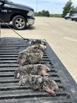 Modern Mole Trapping & Supplies