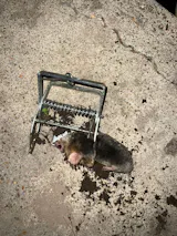 MoleSlayer Mole Trap
