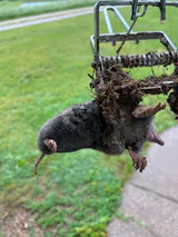 MoleSlayer Mole Trap w/ Setting Handles