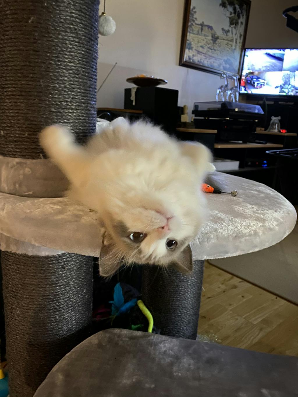 Cattitude Extra Large Cat Tree, Grey Modern Pets