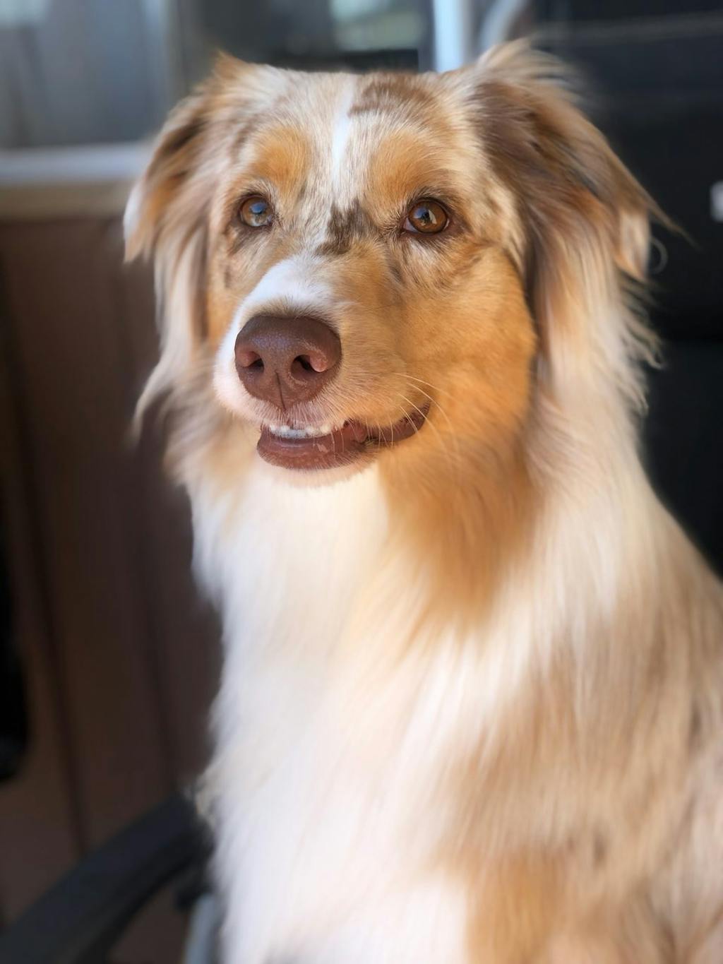 Moderna 'Pet Wisdom' Container, Pet Food Storage Bin on Wheels, 2 Size Modern Pets