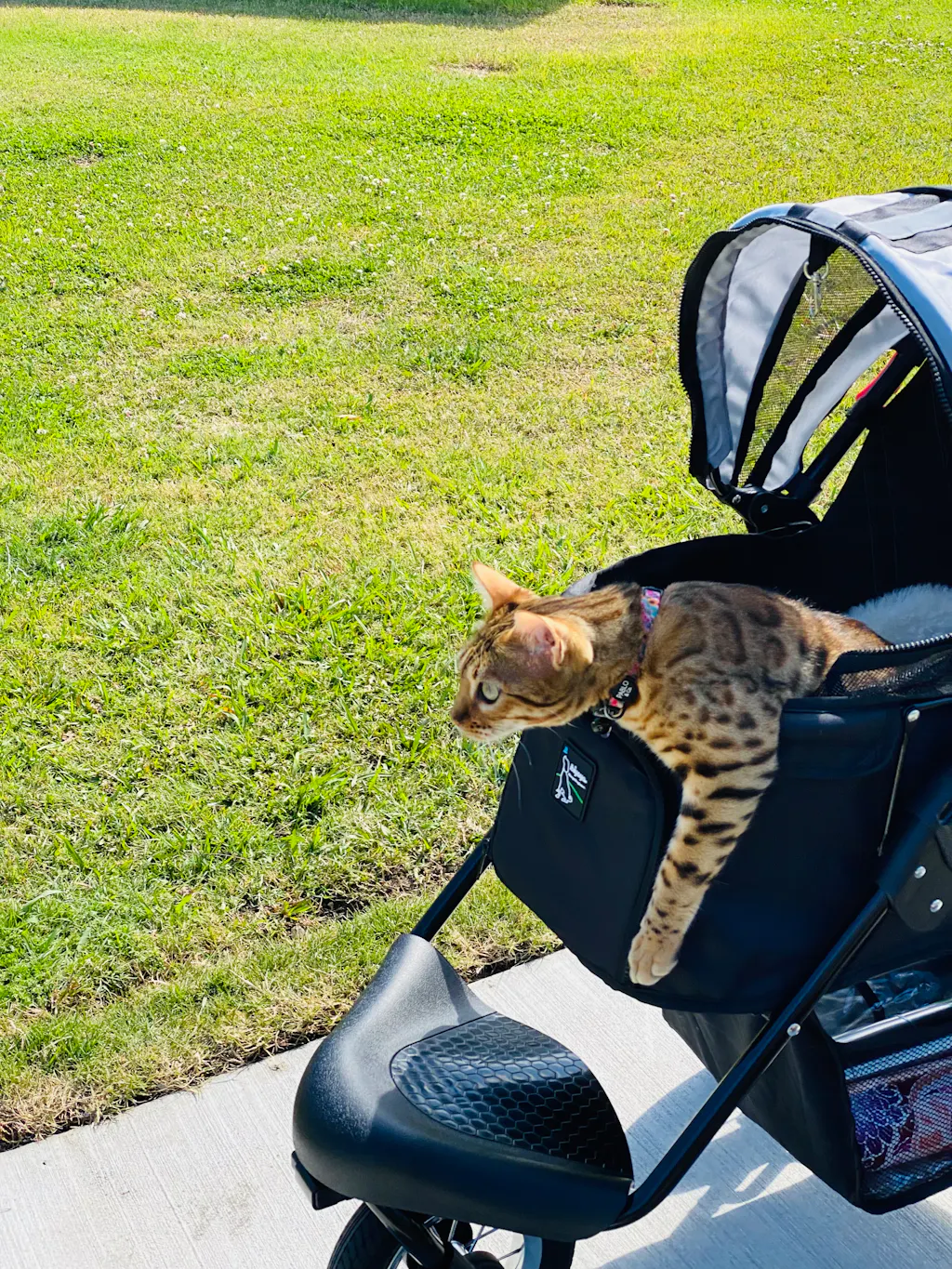 Ibiyaya Monarch Premium Pet Jogger Stroller, Luxury Gold Modern Pets