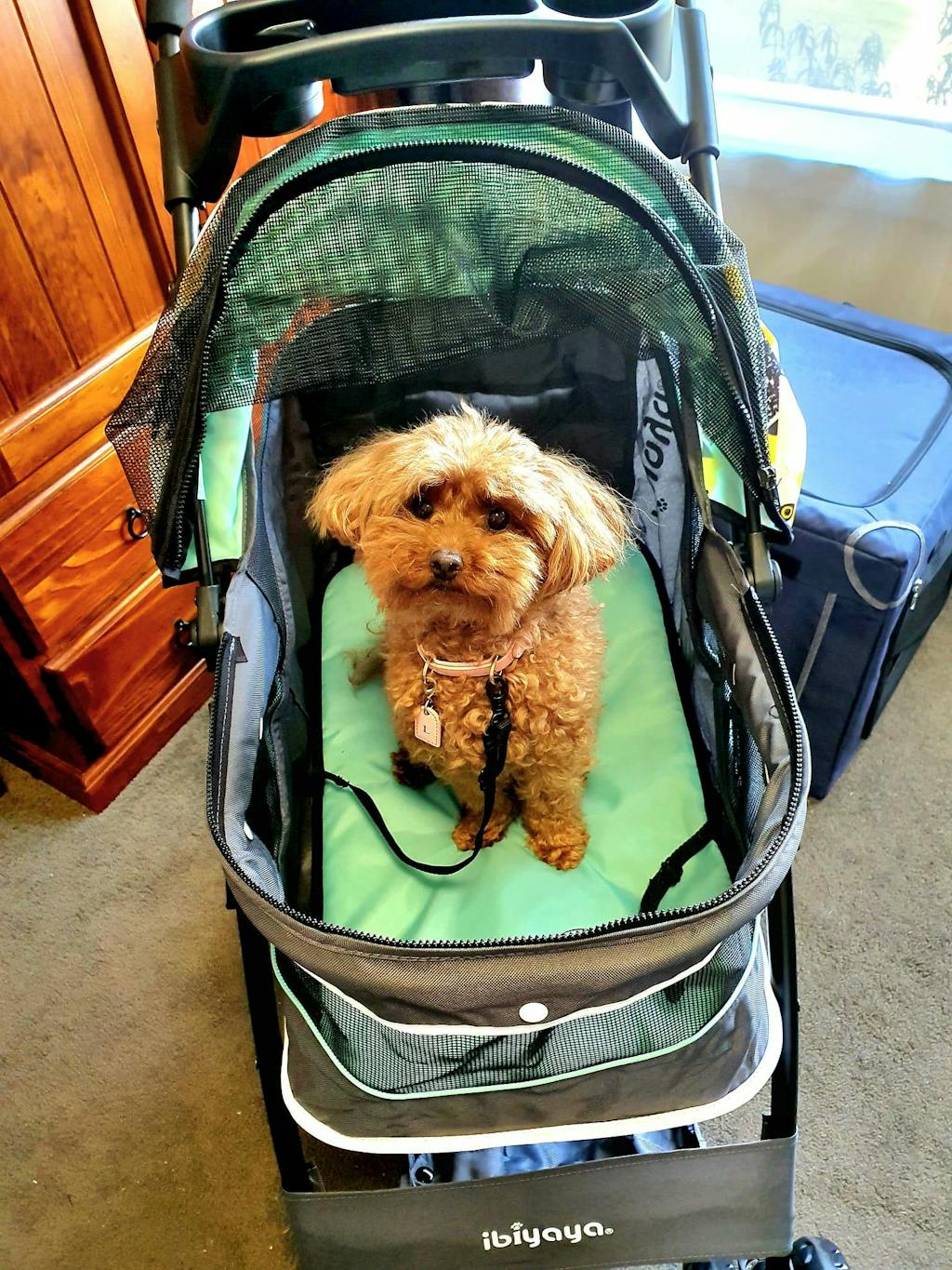 Ibiyaya Cloud 9 Pet Stroller for Dogs & Cats up to 20kg, Mint Green