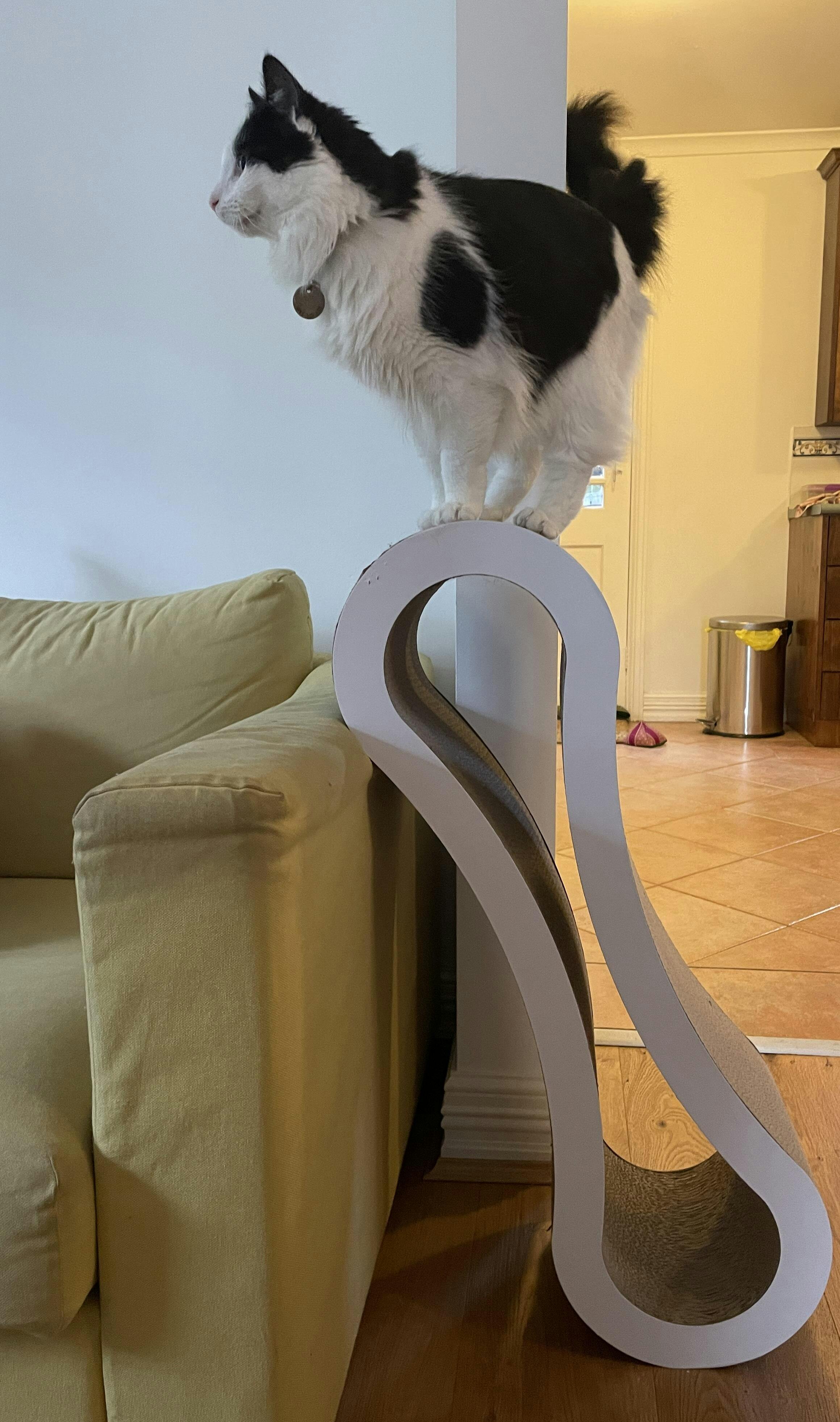 Cat Scratcher Infinity Lounge, White Modern Pets