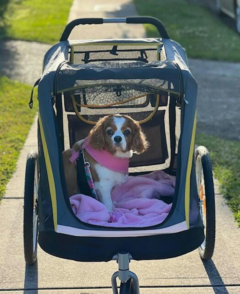 Ibiyaya Hercules Heavy Duty Pro Pet Stroller V2 for Large Dogs Modern