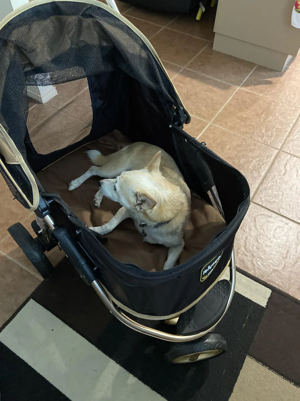 Ibiyaya Monarch Premium Pet Jogger Stroller, Luxury Gold Modern Pets