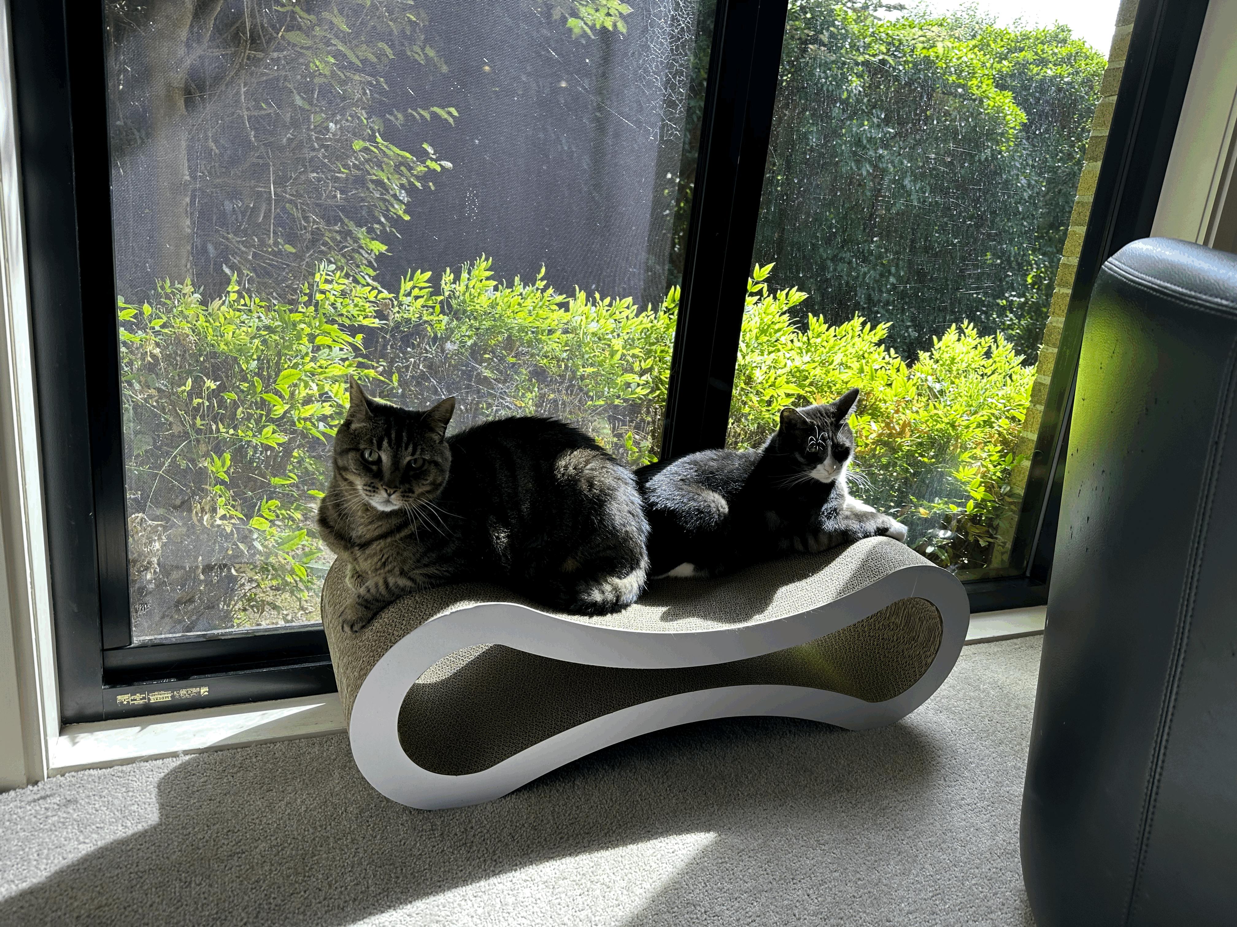 Cat Scratcher Infinity Lounge, White Modern Pets