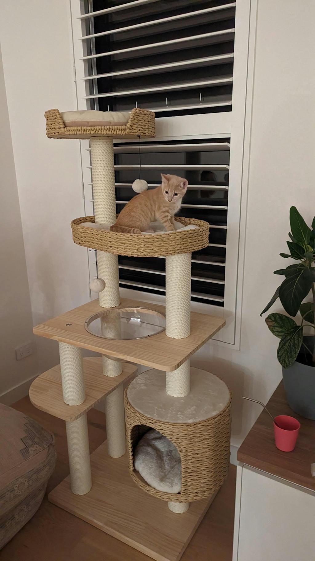 Premium Solid Wood and Natural Wicker Cat Tree